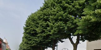Sabbioneta, via alla riqualificazione dei viali alberati. Saranno tagliate le piante malate