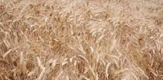 Un estratto del grano cancella le cicatrici, anche quelle difficili