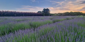 Il 18 giugno Festa della lavanda a Piadena