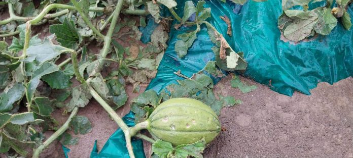 Quatrelle bomba d'acqua2 melone dopo grandine