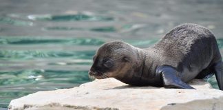 Lieto evento al Bioparco di Roma, è nata un’otaria della California