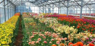 Florovivaismo, Forattini: “La legge delega ritarderà misure attese da tempo”