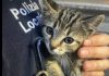 Agente di Polizia Locale salva tra i rovi una gattina abbandonata che ora cerca casa