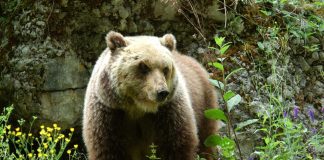 Albosaggia, si trovano l’orso a 100 metri: attimi di paura per una famiglia