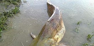 Pesce siluro, piano triennale del Parco del Mincio per il contenimento