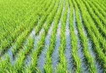 Riso, import indiscriminato dall’estero: crollano i prezzi di Carnaroli e Vialone nano