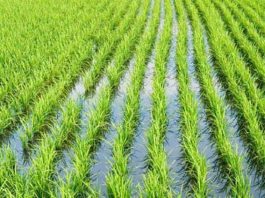 Riso, import indiscriminato dall’estero: crollano i prezzi di Carnaroli e Vialone nano