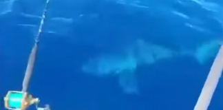Squalo bianco a Livorno: “Sarà lungo tre metri…” – Video