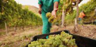 Agricoltura, Cifa Italia: “Su crisi Sicilia chieste misure sostegno a ministero”