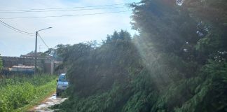 Acquazzoni e grandinate sferzano la provincia. Alberi caduti a Suzzara, Viadana e Scorzarolo