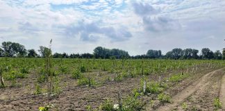 Un nuovo polmone boschivo per il Parco San Lorenzo, sabato l’inaugurazione