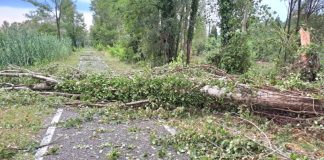 Maltempo, alberi a terra. Chiusa fino a venerdì la ciclovia Mantova-Peschiera