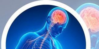 Dall’intestino al cervello, focus esperti sui segreti del microbiota