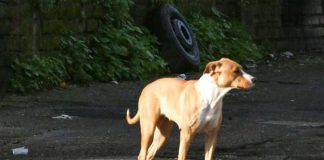 Animali, riforma Brambilla: pene più aspre e carcere per chi li abbandona