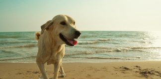 Caldo record in Italia, i consigli per difendere gli animali