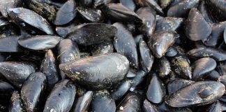 Colera, indagini su caso in Sardegna: “Forse ha mangiato cozze crude”