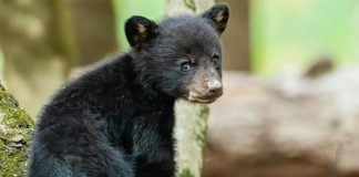 Orsa insegue due cacciatori in Trentino. Oipa: “Mandati via per difendere il cucciolo”