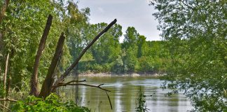 Domenica 6 agosto la camminata nella “Garzaia di Pomponesco”