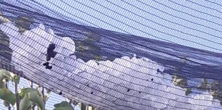 Maltempo, i danni in agricoltura: perdite ingenti per zucche, pere e serre di meloni