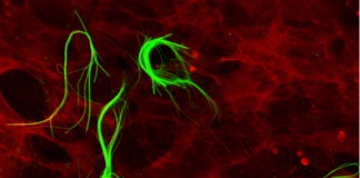 Ricerca: nanomateriali per rigenerare tessuti, italiani aprono nuove prospettive