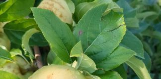 Maltempo, Coldiretti: “Nella Bassa perse il 20%-30% delle produzioni colpite”. Danni in diverse aziende