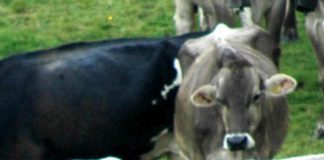 Alto Adige, mucche aggrediscono turisti: due feriti