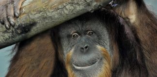 Morta Zoe, l’orango del Bioparco di Roma