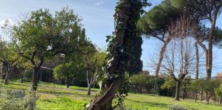 Vivere vicino al verde ‘regala’ 2 anni e mezzo di vita in più: lo studio