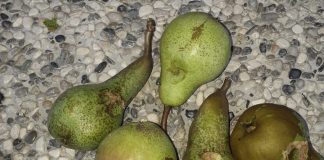 Comparto pere: produzione -63%. Coldiretti: “Bene il decreto da 15mln, ma situazione critica”