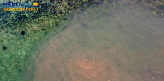 Mareamico: “Tonnellate di liquami in mare a Siculiana”