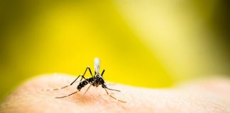 West Nile, con cambiamento climatico stagione più pesante: come difendersi