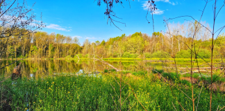 “Bagno nella foresta” sulle colline di Castiglione, laboratorio di ascolto del respiro degli alberi