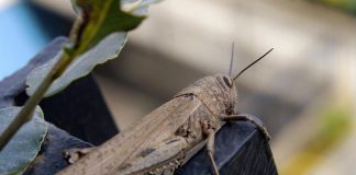 Cavallette in spiaggia in Romagna, l’entomologo: “Colpa di vento e cambiamento climatico”