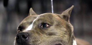 Taranto, neonato abbandonato vicino a un cassonetto: salvo grazie a un Pitbull