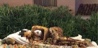Golfo Aranci, donna ricoperta di cioccolato nel buffet di un hotel: è bufera
