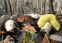 Raccolta funghi in sicurezza: Ats Val Padana attiva il servizio gratuito di controllo micologico