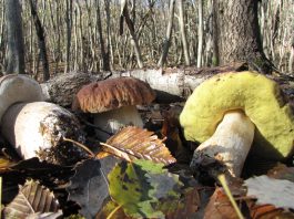 Raccolta funghi in sicurezza: Ats Val Padana attiva il servizio gratuito di controllo micologico