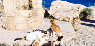 Covid, pillole antivirali ai gatti di Cipro: “Migliaia uccisi da coronavirus felino”