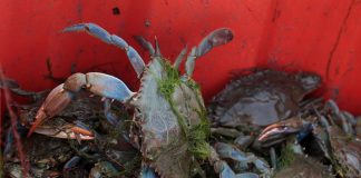 Granchio blu, individuata una seconda specie nel Mar Adriatico