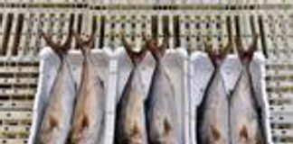 Consumo di pesce cresce 29kg pro capite nel 2022, attenzione a conservazione