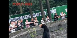 Cina, la smentita dello zoo: “L’orsa Angela non è uno stagista travestito” – Video