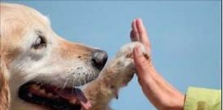 Domani ultimo appuntamento con il progetto di “Pet Terapy”