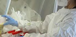 Ricerca, Iit Milano: da corazza granchi creati circuiti commestibili