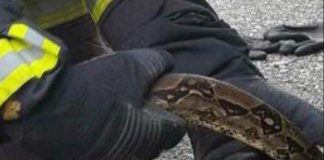 Roma, un serpente al San Camillo: paura in ospedale