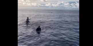 Surfisti dispersi dopo tempesta, trovati vivi dopo 38 ore sulla tavola – Video