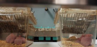 “Glutine provoca infiammazione cervello”: la ricerca
