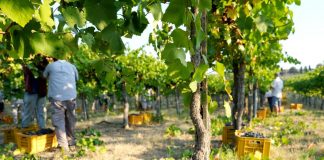 Brescia, malore durante vendemmia: bracciante muore a 37 anni