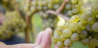 Vendemmia, al via in Alto Adige dopo un’estate difficile