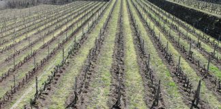 Vendemmia, tra clima estremo, incendi e peronospora in Sicilia stima produzione fino a -35%