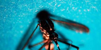West Nile, in Italia 94 casi e 3 morti